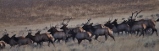 elk herd